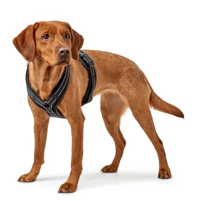 Arnés HUNTER Maldon Negro Para Perros 4 Arnés HUNTER Maldon Negro Para Perros - Imagen 2