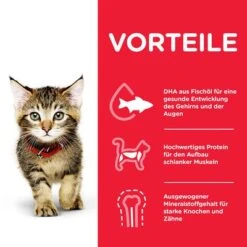 Hill's Science Plan Hill's Kitten Para Gatos -Paws Tienda 102009 hill s science plan kitten seefisch hs 04 3