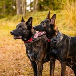 Rukka® Cube Soft Collar, Rojo / Negro -Paws Tienda 139798 lfashion rukka cube soft halsband rot hs 04 4