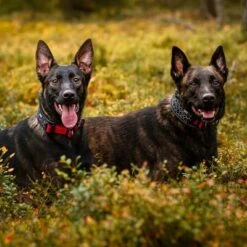 Rukka® Cube Soft Collar, Rojo / Negro -Paws Tienda 139798 lfashion rukka cube soft halsband rot hs 05 6