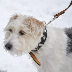 Collar De Cuero Heim Stars -Paws Tienda 160891 heim halsband stars 8 1