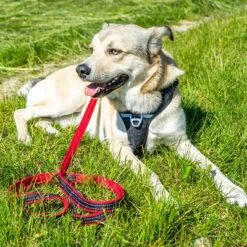 Petlando Arnés Pawz & Pepper Strong Rojo Y Negro Para Perros -Paws Tienda 174596 174696 petlando fuhrleinestrong rot 230cm hs 07 5