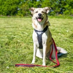 Petlando Arnés Pawz & Pepper Strong Rojo Y Negro Para Perros -Paws Tienda 174596 174696 petlando fuhrleinestrong rot 230cm hs 08 6