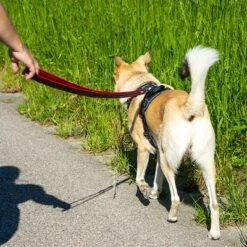 Petlando Arnés Pawz & Pepper Strong Rojo Y Negro Para Perros -Paws Tienda 174596 174696 petlando fuhrleinestrong rot 230cm hs 10 3