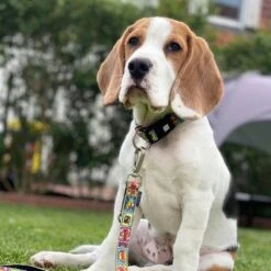 Correa Ajustable Max & Molly Cómic Para Perros -Paws Tienda 189996 186588 189998 maxnmolly multifunktionsleine comic hs 02 3