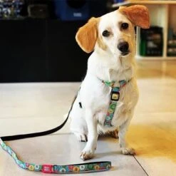 Correa Corta Max & Molly Donuts Para Perros -Paws Tienda 190208 maxnmolly kurzleine donuts hs 02 4