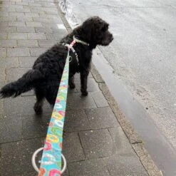 Correa Ajustable Max & Molly Donuts Para Perros -Paws Tienda 190211 186594 186595 maxnmolly multifunktionsleine donuts hs 02 6