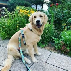 Correa Ajustable Max & Molly Donuts Para Perros -Paws Tienda 190211 186594 186595 maxnmolly multifunktionsleine donuts hs 03 3