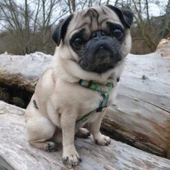 Arnés Max & Molly Donuts Para Perros -Paws Tienda 190296 190297 190396 maxnmolly hg eschirr donuts hs 03 2