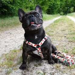 Arnés Max & Molly Watermelon Para Perros -Paws Tienda 190413 190414 190703 maxnmolly hg eschirr watermelon hs 03 8