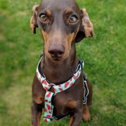 Arnés Max & Molly Watermelon Para Perros -Paws Tienda 190413 190414 190703 maxnmolly hg eschirr watermelon hs 04 2