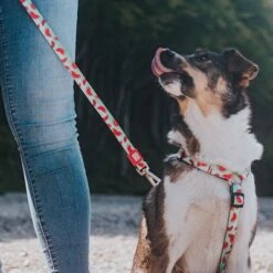 Arnés Max & Molly Watermelon Para Perros -Paws Tienda 190413 190414 190703 maxnmolly hg eschirr watermelon hs 08 4