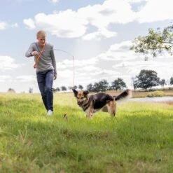 Trixie Caña Estimulante Juguete De Adiestramiento Para Perros -Paws Tienda 209093 trixie reizangel hs 08 7