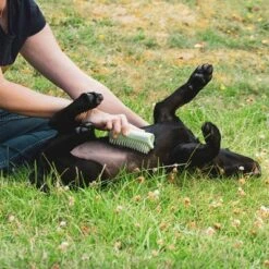 Pet Teezer Cepillo Para Cachorros -Paws Tienda 230724 pet teezer welpenbuerste hs 18 2