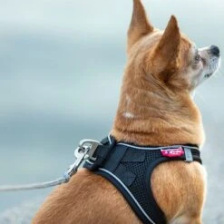 Correa De Bolsillo Curli Ultrarresistente -Paws Tienda 267896 267897 ultrastarke taschenleine hs 09 8