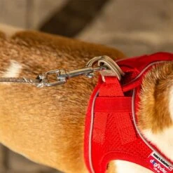 Correa De Bolsillo Curli Ultrarresistente -Paws Tienda 267896 267897 ultrastarke taschenleine hs 10 7