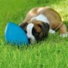 Pelota RunninGegg Para Perros -Paws Tienda 28597 petearth runningegg blau hs 03 8