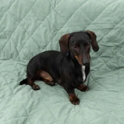 Manta Para Perros Modern Living Victoria -Paws Tienda 318002 decke victoria fg 6050 2