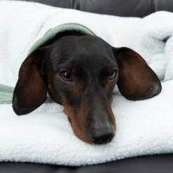 Manta Para Perros Modern Living Victoria -Paws Tienda 318002 decke victoria fg 6055 4