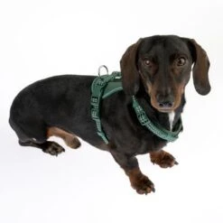 Arnés TIAKI Neoprene Verde Para Perros -Paws Tienda 323016 neoprene geschirr s fg 1505 0