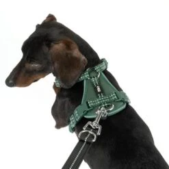 Arnés TIAKI Neoprene Verde Para Perros -Paws Tienda 323016 neoprene geschirr s fg 1514 4