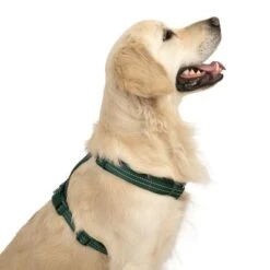 Arnés TIAKI Neoprene Verde Para Perros -Paws Tienda 323025 neoprene geschirr l fg 1679 2