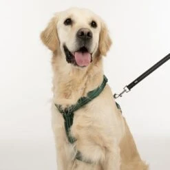Arnés TIAKI Neoprene Verde Para Perros -Paws Tienda 323025 neoprene geschirr l fg 1696 3