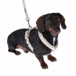 Arnés Nomad Tales Blush Beige Topo Para Perros -Paws Tienda 323796 325296 blush s fg 6920 9