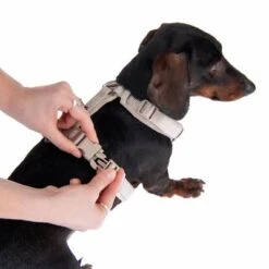 Arnés Nomad Tales Blush Beige Topo Para Perros -Paws Tienda 323796 blush s fg 6905 5