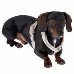 Arnés Nomad Tales Blush Beige Topo Para Perros -Paws Tienda 323796 blush s fg 6910 5