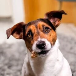 SmartBones Snacks Con Pollo Para Perros Pequeños -Paws Tienda 324396 smartbones kausnacks huhn kleinehunde hs 05 3