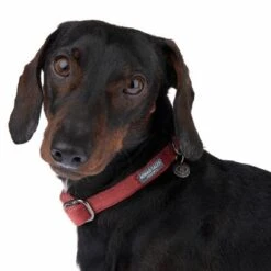 Collar Nomad Tales Blush Vino Para Perros -Paws Tienda 324707 blush s fg 7010 1