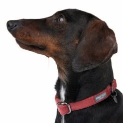 Collar Nomad Tales Blush Vino Para Perros -Paws Tienda 324707 blush s fg 7015 6