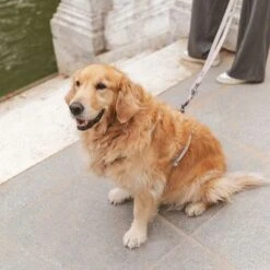 Correa Nomad Tales Blush Beige Topo Para Perros -Paws Tienda 325296 325297 nomad tales blush hundeleine taupe hs 07 1