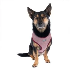 Arnés Nomad Tales Calma Burdeos Para Perros -Paws Tienda 325599 calma fg 7759 9