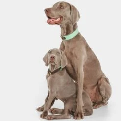 Collar Nomad Tales Bloom Menta Para Perros -Paws Tienda 326798 nomad tales bloom halsband mint 03 7