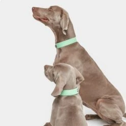 Collar Nomad Tales Bloom Menta Para Perros -Paws Tienda 326798 nomad tales bloom halsband mint 05 8