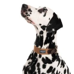 Collar Nomad Tales Bloom Caramelo Para Perros -Paws Tienda 328398 bloom l fg 7612 3