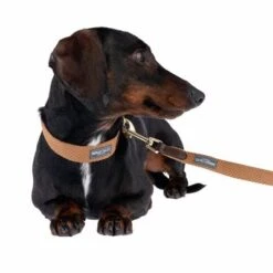 Collar Nomad Tales Bloom Caramelo Para Perros -Paws Tienda 328697 328202 bloom xs fg 7393 5 1