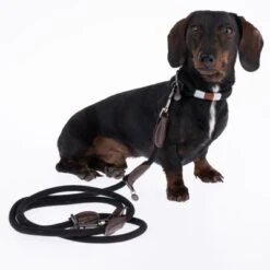 Collar Nomad Tales Spirit ébano Para Perros -Paws Tienda 329001 329396 spirit xs fg 7728 6