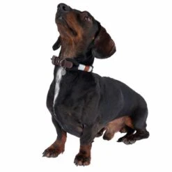 Collar Nomad Tales Spirit ébano Para Perros -Paws Tienda 329001 spirit xs fg 7711 1