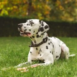 Collar Nomad Tales Spirit ébano Para Perros -Paws Tienda 329196 nomad tales halsband leine ebony 02 7