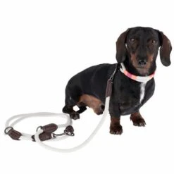 Collar Nomad Tales Spirit Piedra Para Perros -Paws Tienda 329197 329397 spirit xs fg 7690 3