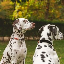 Collar Nomad Tales Spirit Piedra Para Perros -Paws Tienda 329197 nomad tales spirit halsband stone 02 7