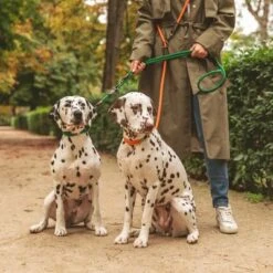 Correa Ajustable Nomad Tales Spirit Pino Para Perros -Paws Tienda 329297 nomad tales spirit leine tangerine 05 0