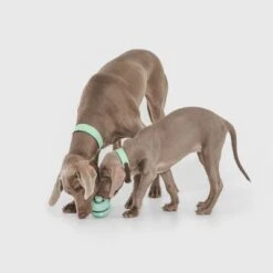 Pelota Portasnacks Nomad Tales Bloom Snack Roller Juguete Para Perros -Paws Tienda 333015 nomad tales snack ball 02 1