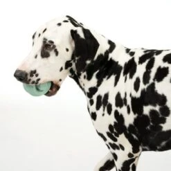 Pelota Portasnacks Nomad Tales Bloom Snack Roller Juguete Para Perros -Paws Tienda 333015 rolling snack roll fg 0570 7