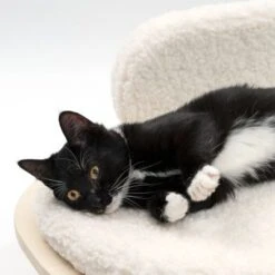 Sofá Osaka Modern Living Para Mascotas 23 Sofá Osaka Modern Living Para Mascotas -Paws Tienda 342803 modern living osaka katze 0644 6