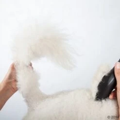 Máquina Cortapelo Moser Max50 -Paws Tienda 465281 schermaschine moser max 50 02 0