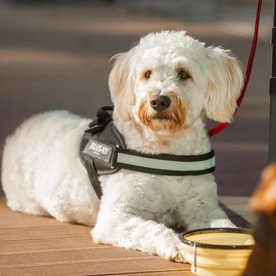 Julius K9 Arnés Julius-K9 IDC® Power Negro Para Perros 10 Julius K9 Arnés Julius-K9 IDC® Power Negro Para Perros - Imagen 8